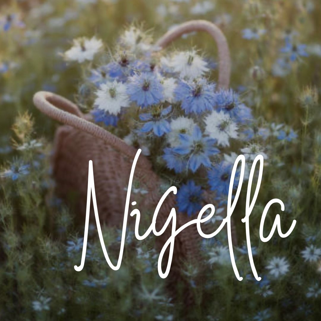 Nigella - Creoler Forgyldt
